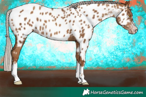 Horse Color:Gray Silver Classic Champagne Appaloosa
