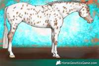 Horse Color:Gray Silver Classic Champagne Appaloosa