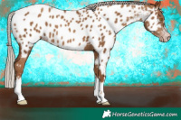 Horse Color:Gray Silver Classic Champagne Appaloosa
