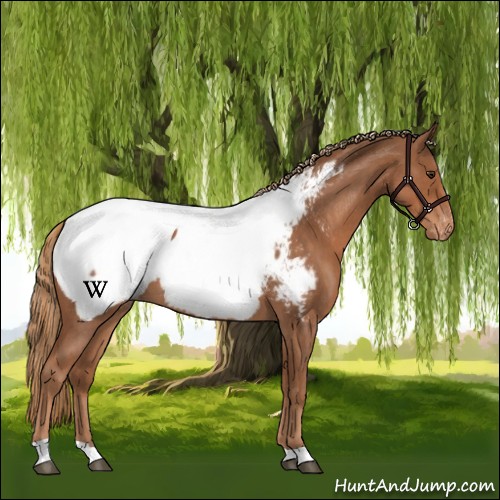 Horse Color:Red Roan Near Fewspot 