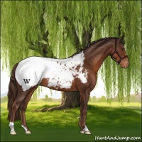 Horse Color:Liver Chestnut Appaloosa 
