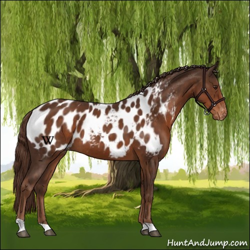 Horse Color:Liver Chestnut Appaloosa 