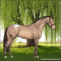 Horse Color:Amber Champagne Appaloosa 