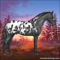 Horse Color:Black Appaloosa