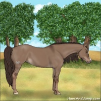 Horse Color:Liver Red Dun 