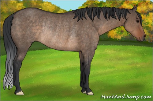 Horse Color:Brown Dun Rabicano 