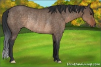 Horse Color:Brown Dun Rabicano 