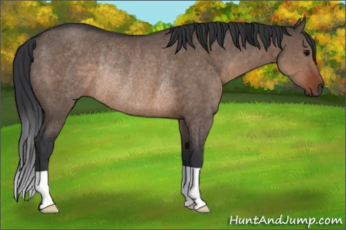 Horse Color:Brown Dun Rabicano 