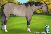 Horse Color:Brown Dun Rabicano 
