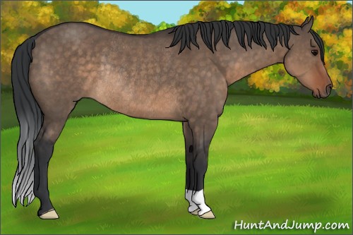 Horse Color:Brown Dun Rabicano 