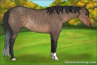 Horse Color:Brown Dun Rabicano 