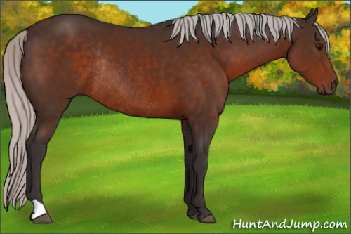Horse Color:Silver Brown Rabicano 