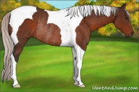 Horse Color:Silver Brown Tobiano Rabicano 