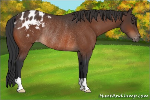 Horse Color:Bay Appaloosa Rabicano 