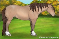 Horse Color:Amber Champagne Appaloosa 