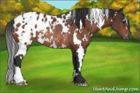 Horse Color:White Spotted Brown Appaloosa Rabicano 