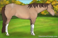 Horse Color:Amber Champagne Appaloosa 