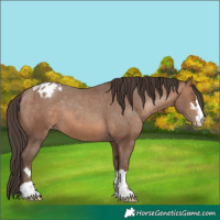 Horse Color:Sable Champagne Appaloosa 