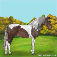 Horse Color:Silver Brown Tobiano 