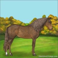 Horse Color:Chocolate Palomino Sabino