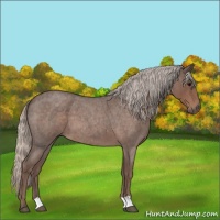 Horse Color:Silver Blue Roan 