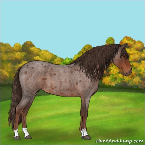 Horse Color:Liver Red Roan