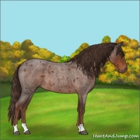 Horse Color:Liver Red Roan 