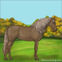 Horse Color:Chocolate Palomino Roan 