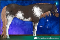 Horse Color:White Spotted Liver Chestnut 