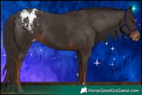 Horse Color:Liver Chestnut Appaloosa 