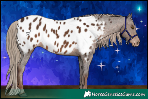Horse Color:Liver Chestnut Appaloosa