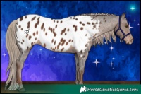 Horse Color:Liver Chestnut Appaloosa 