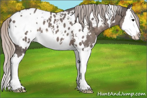 Horse Color:White Spotted Silver Black Splash Appaloosa 