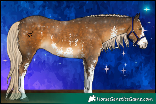 Horse Color:Chocolate Palomino Sabino 