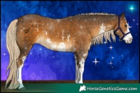 Horse Color:Chocolate Palomino Sabino 