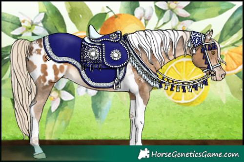 Horse Color:Chocolate Palomino Tobiano Near Leopard 