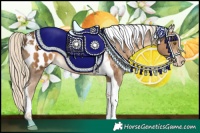 Horse Color:Chocolate Palomino Tobiano Near Leopard 