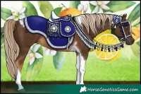 Horse Color:Chocolate Palomino Tobiano 