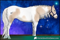 Horse Color:Cremello Tobiano 