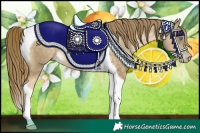 Horse Color:Buckskin Pearl Tobiano 