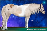 Horse Color:Chocolate Palomino Tobiano Appaloosa 