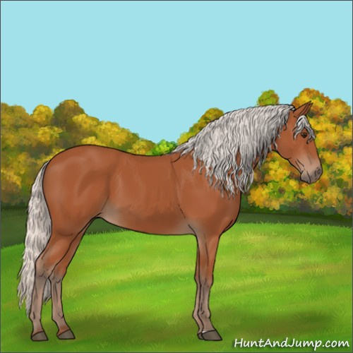 Horse Color:Silver Bay Sabino Rabicano