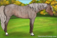 Horse Color:Silver Blue Roan