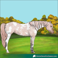 Horse Color:White Spotted Liver Red Dun Appaloosa