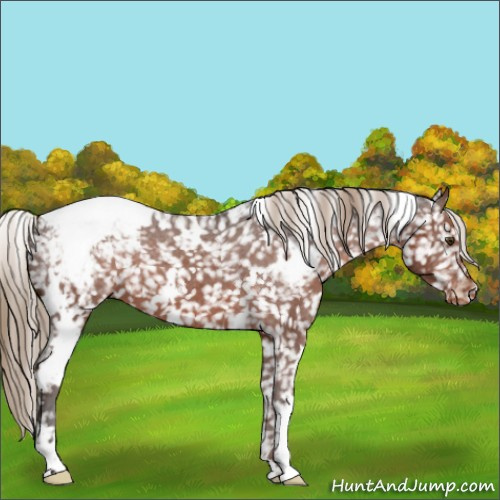 Horse Color:White Spotted Liver Chestnut Appaloosa 
