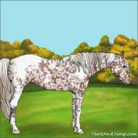 Horse Color:White Spotted Liver Chestnut Appaloosa 