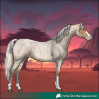 Horse Color:Silver Buckskin Roan Splash Tobiano 