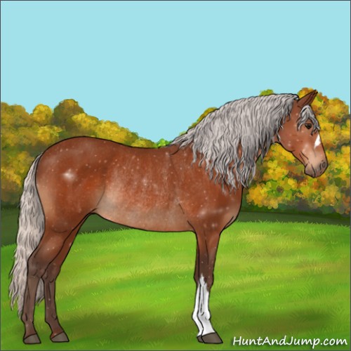 Horse Color:Silver Bay Rabicano