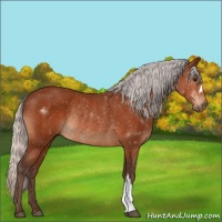 Horse Color:Silver Bay Rabicano 