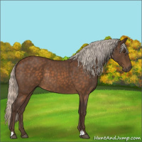 Horse Color:Silver Buckskin Roan Rabicano 
